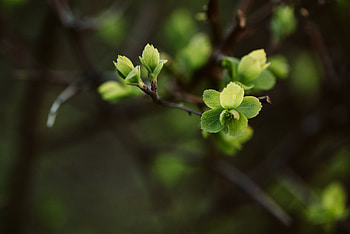 Leaves, Macro, Branch, Spring HD wallpaper