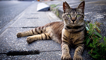 Animals, Cat, Lie, To Lie Down, Striped HD wallpaper