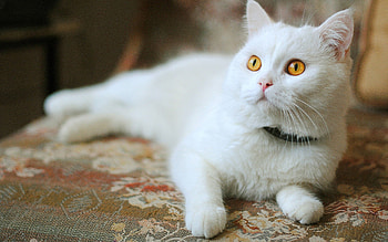 Animals, Light, Cat, To Lie Down, Lie, Light Coloured HD wallpaper