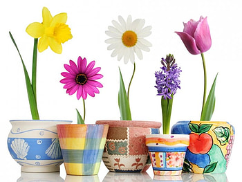 Collection of flowers, tulip, daisy, flower, vase, nature HD wallpaper