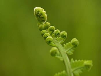 Close up, fern, bloom, leaf HD wallpaper