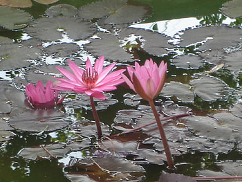 Pink flowers, pink, flowers HD wallpaper
