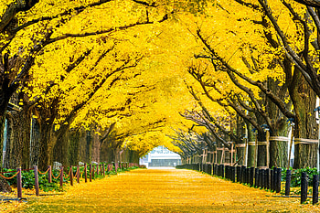 Yellow autumn, Japan, Leaves, Trees, Fall, Garden HD wallpaper