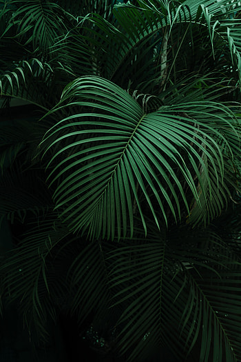 Leaves, Dark, Palm HD phone wallpaper