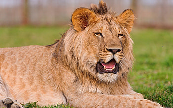Animals, Grass, Grin, To Lie Down, Lie, Muzzle, Lion HD wallpaper