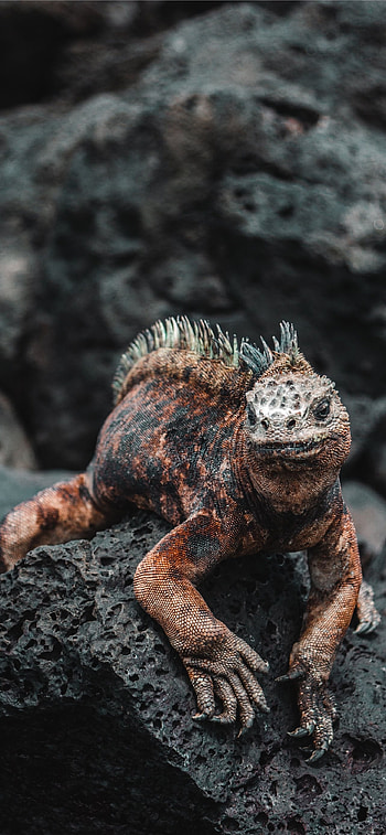 Galapagos Islands, Travels HD phone wallpaper