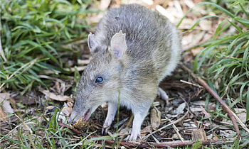 Eastern barred bandicoot, Unique species, Captivating ry, Wildlife portrayal HD wallpaper