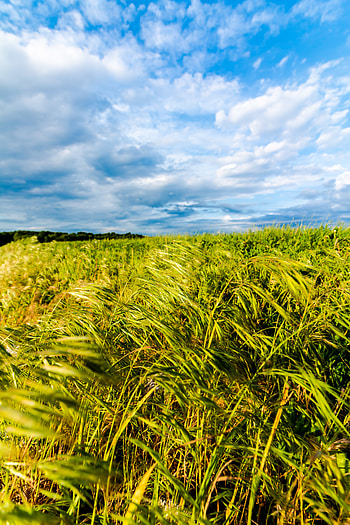 Nature, Horizon, Field, Ears, Spikes HD phone wallpaper