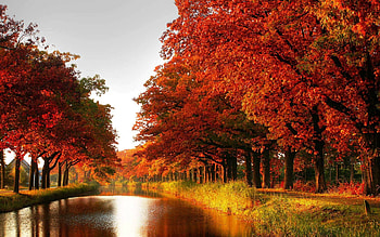 Nature, Trees, Autumn, Forest, Channel HD wallpaper