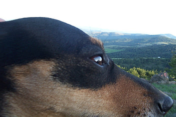 beautiful head, dog, head, eye, memories HD wallpaper