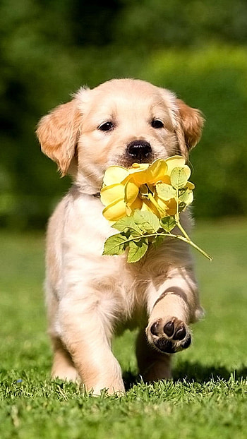 Cute Dog, Adorable Dog HD phone wallpaper