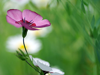 Plants, Flowers HD wallpaper