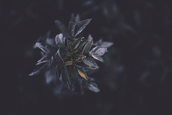 Plants, Nature, Dark, Foliage HD wallpaper