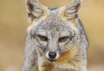 Gray Fox, San Antonio's common critter, Urban fox sightings, Adapting to urban environment HD wallpaper