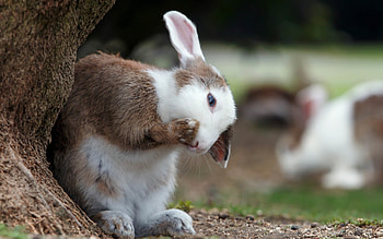 Cute bunny, pet rabbit, animal HD wallpaper