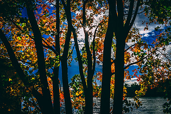 Sunbeams Between Trees In Autumn Season Daylight , sunbeam, autumn, trees, nature HD wallpaper