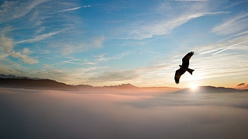 Bird Flying Over Clouds , birds, clouds, nature HD wallpaper