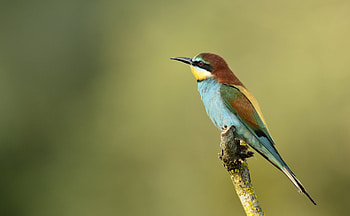 Animals, Bird, Branch, Golden Bee-Eater, Golden Shhurka, Bee-Eater HD wallpaper