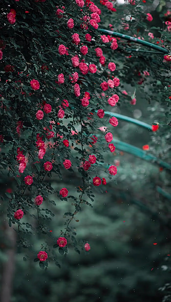 Nature Pink Flower, ddp, flowers, petal, dewdropparvez HD phone wallpaper