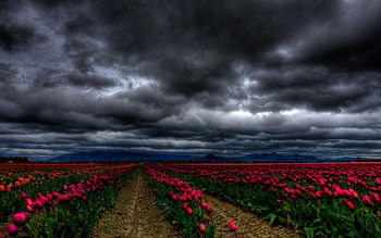 Flowers, Sky, Tulips, Clouds, Dark, Field HD wallpaper