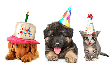 Happy Birtay!, kitten, sweet, animal, cute, cat, pisica, party, puppy, birtay, trio, hat, caine HD wallpaper
