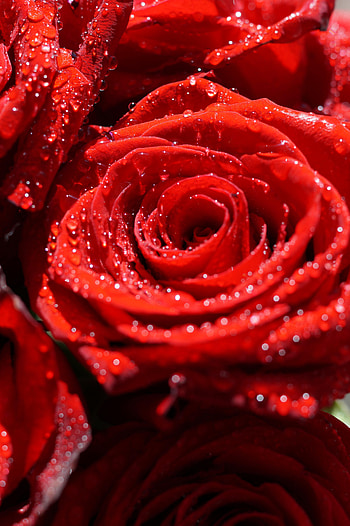 Flowers, Drops, Macro, Rose Flower, Rose, Petals HD phone wallpaper