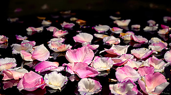 Dreamy Floating Rose Petals | HD wallpaper