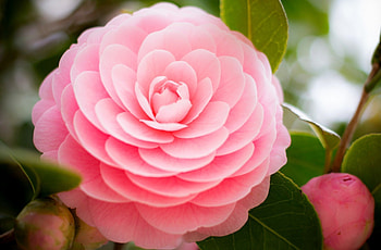 Flower and buds, Camellia HD wallpaper