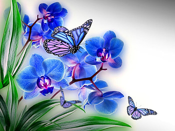 Orchid, butterflies, nature, flower HD wallpaper
