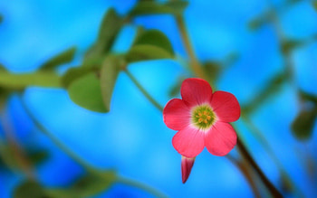 Background, Leaves, Flower, Macro, Shine, Light HD wallpaper