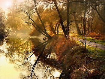 Sunshine, fores, sun, lake, tree HD wallpaper