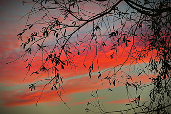 Nature, Sunset, Sky, Leaves, Twilight, Clouds, Wood, Tree, Branch, Dusk HD wallpaper