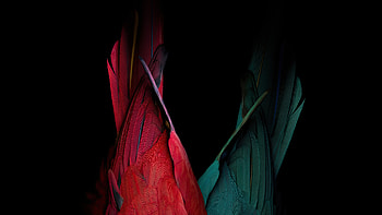 Birds Tail Oled Bakground , birds, dark, black, oled, behance, abstract HD wallpaper