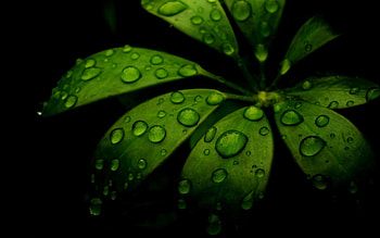 Dark, Sheet, Leaf, Carved HD wallpaper
