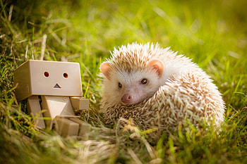 Hedgehog , Background HD wallpaper