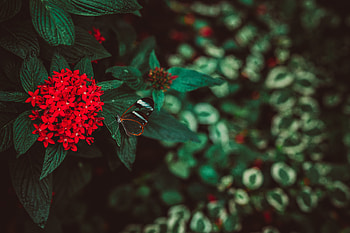 Flowers, Plant, Macro, Butterfly, Inflorescence HD wallpaper
