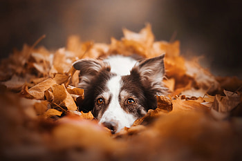 Autumn Hideaway: Border Collie, Animal, border collie HD wallpaper