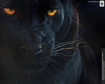 black leopard, velvet, orange, yellow, shine HD wallpaper