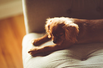 Animals, Lies, Dog, Puppy, Sofa HD wallpaper