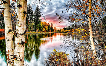 Birch Trees on the lakeside, birch, reflection, clouds, trees, nature, lake HD wallpaper