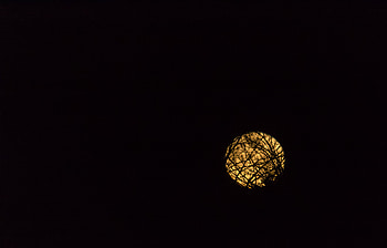 Background, Moon, Dark, Branches HD wallpaper