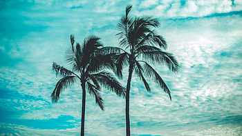 Nature, Tops, Trees, Sky, Clouds, Palms, Top, Tropics HD wallpaper