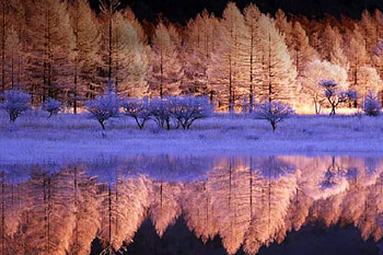 Trees Reflection, trees, cool, reflection HD wallpaper