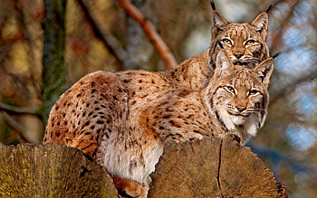 Animals, Bobcats, Sit, Couple, Pair, Family HD wallpaper