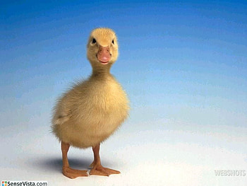 Ducky, ducks, animals HD wallpaper