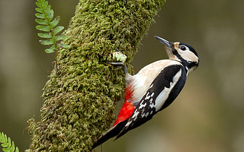 woodpecker , High-definition , Nature's gift, Visual delight HD wallpaper