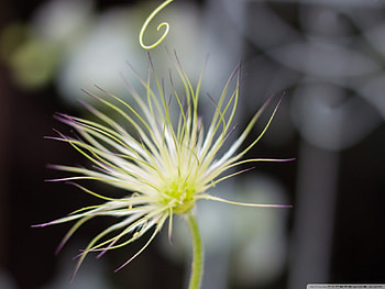 SPIKES OF YELLOW LOVELINESS, natural, beautiful, spring, unique, beauty, close up, petals, yellow, , nature, flowers, spikes, lovely, macro HD wallpaper