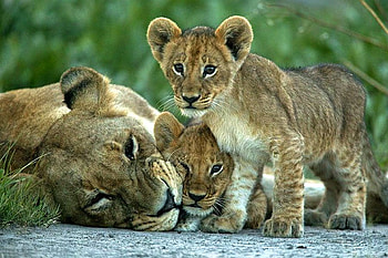Mother w Cubs, cool HD wallpaper
