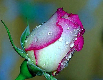 After rain, rose, color, expression, , new HD wallpaper