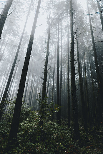 Nature, Trees, Grass, Forest, Fog, Vegetation HD phone wallpaper